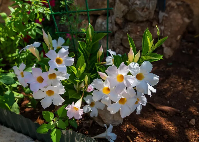 Willa Island Servantesa