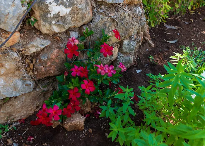 Willa Island Servantesa *